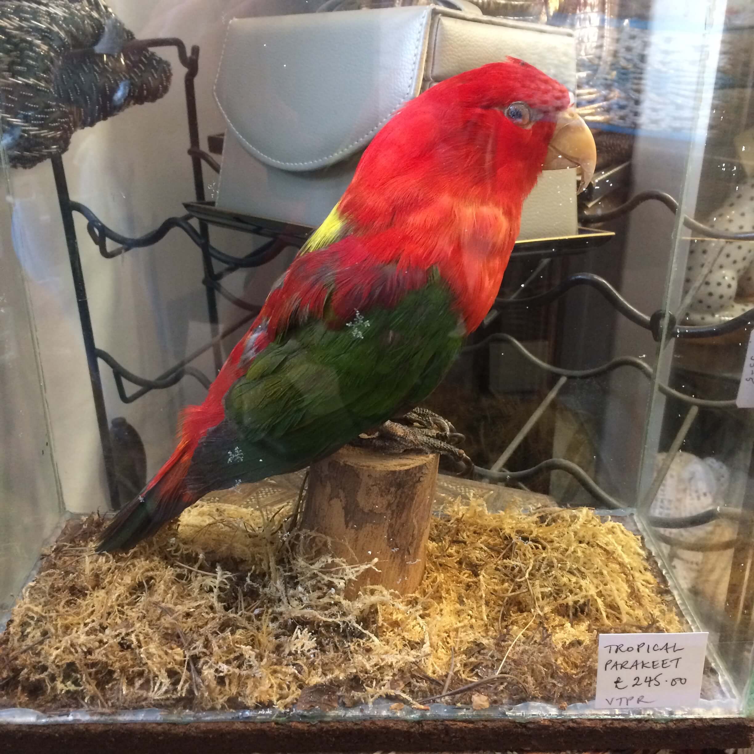 Tropical-Parakeet